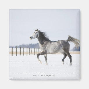 Aimant cheval blanc en hiver