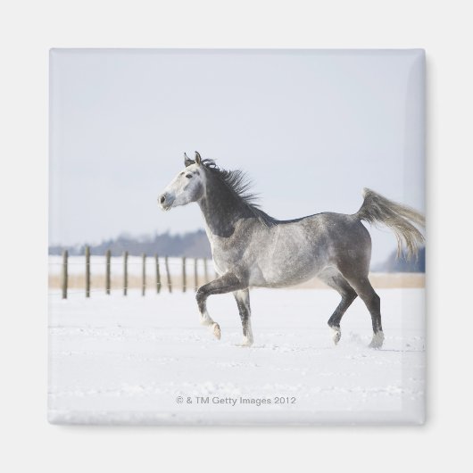 Aimant cheval blanc en hiver (Devant)