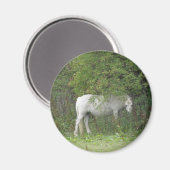 Aimant Cheval Blanc et timide (Recto/Verso)