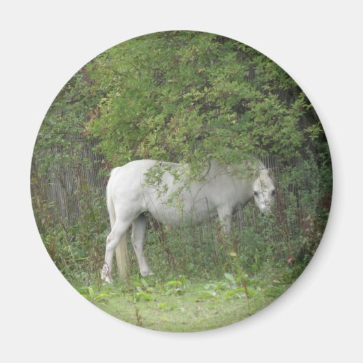 Aimant Cheval Blanc et timide (Devant)