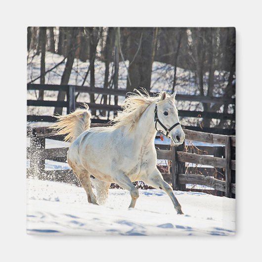 Aimant Cheval blanc galopant (Devant)