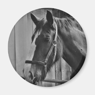 Aimant Cheval blanc noir - Art de la photographie animale