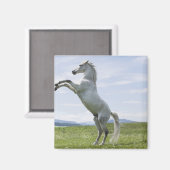 Aimant cheval blanc saut sur prairie (Recto/Verso)