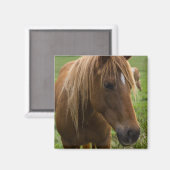 Aimant Cheval Bonjour (Recto/Verso)