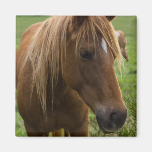 Aimant Cheval Bonjour
