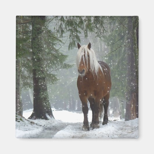 Aimant Cheval Brown dans une forêt d'hiver avec chute de  (Devant)