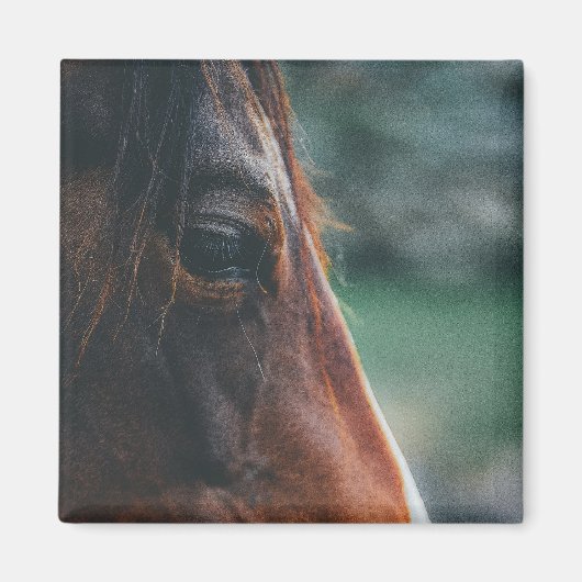 Aimant Cheval Brun en Gros Plan (Devant)