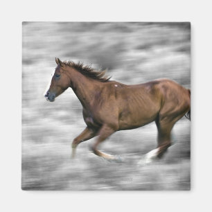 Aimant Cheval courant