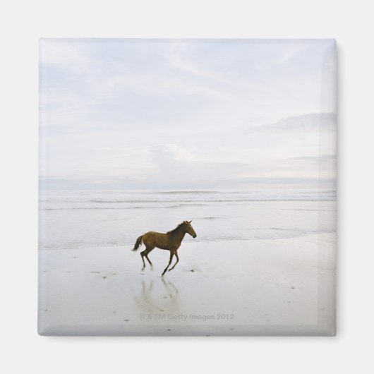 Aimant Cheval courant sur la plage (Devant)