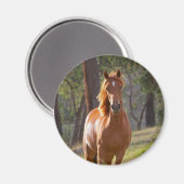 Aimant Cheval Dans Les Bois (Recto/Verso)