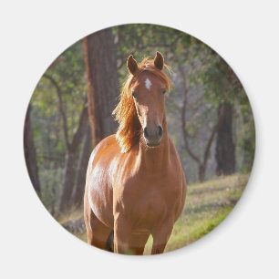 Aimant Cheval dans les bois