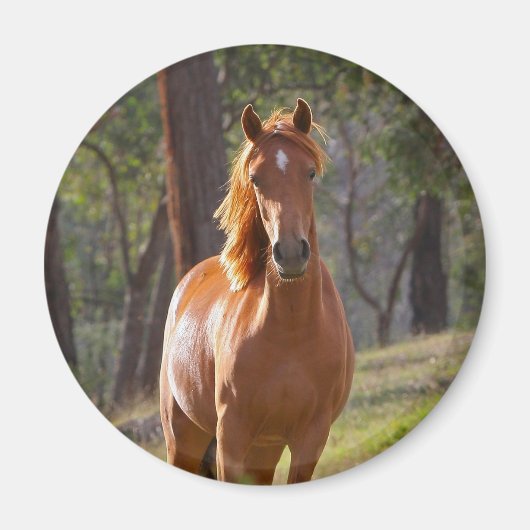 Aimant Cheval Dans Les Bois (Devant)