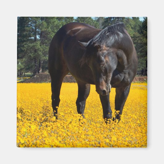 Aimant Cheval de baie dans un champ de fleurs jaunes (Devant)