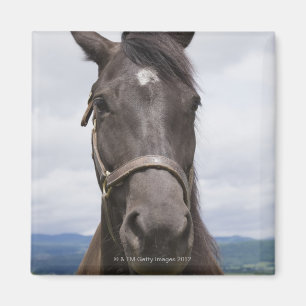 Aimant Cheval de brun foncé
