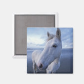 Aimant Cheval de Camargue (Recto/Verso)