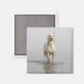 Aimant Cheval de Camargue courant dans l'eau (Recto/Verso)
