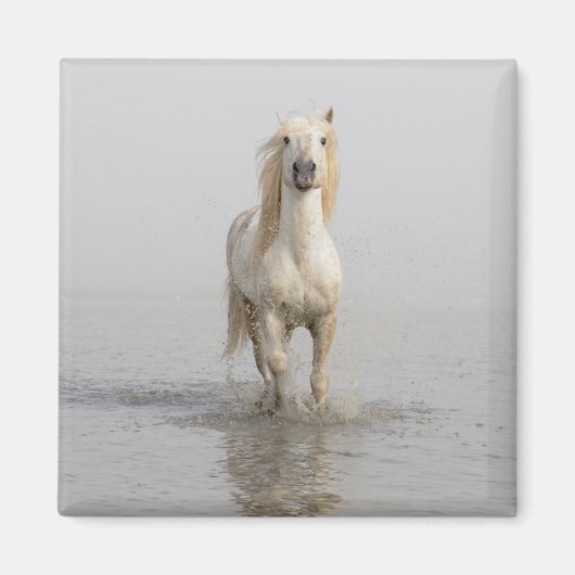 Aimant Cheval de Camargue courant dans l'eau (Devant)