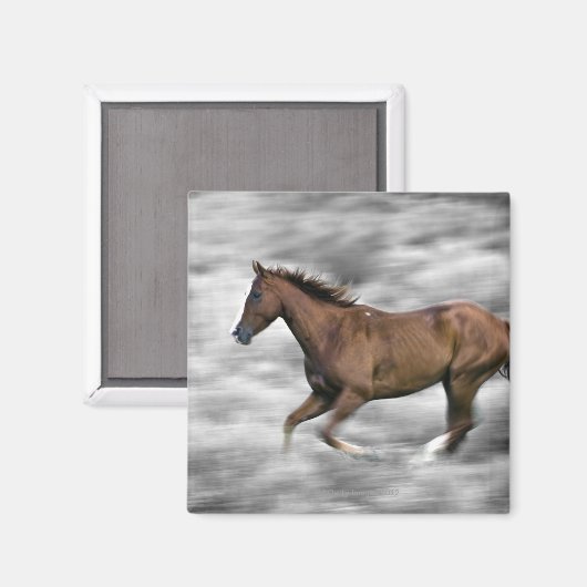 Aimant Cheval de course (Recto/Verso)