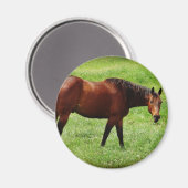 Aimant Cheval de la baie (Recto/Verso)