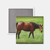 Aimant Cheval de la baie (Recto/Verso)