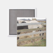 Aimant Cheval de peinture/Pinto (Recto/Verso)