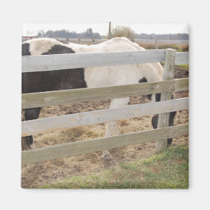Aimant Cheval de peinture/Pinto
