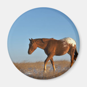 Aimant Cheval de prairie