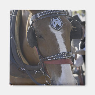 Aimant Cheval de transport