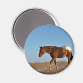 Aimant Cheval des Prairies (Recto/Verso)