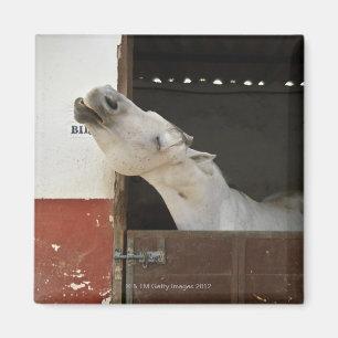 Aimant Cheval gris dans une écurie