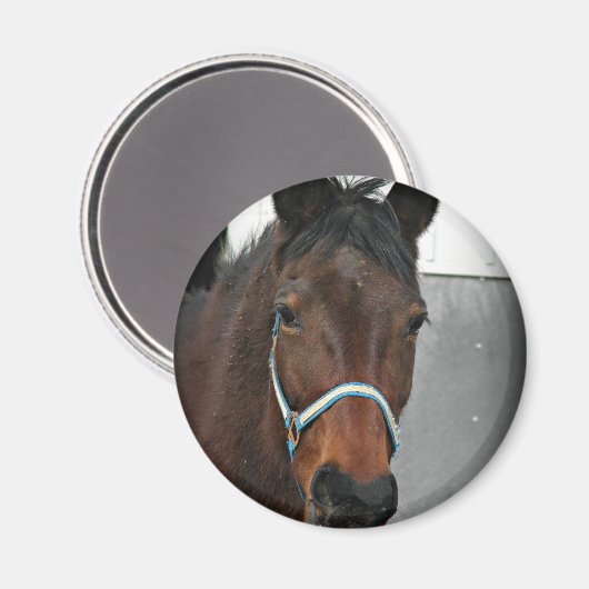 Aimant cheval heureux (Recto/Verso)