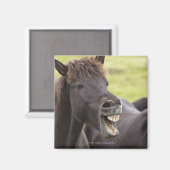 Aimant Cheval islandais à l'expression amusante (Recto/Verso)