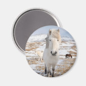 Aimant Cheval islandais blanc, Islande (Recto/Verso)