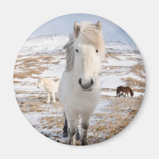 Aimant Cheval islandais blanc, Islande (Devant)