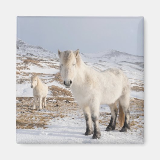 Aimant Cheval islandais | Blonduos, Islande (Devant)