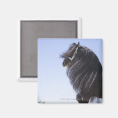 Aimant cheval noir à longue crinière (Recto/Verso)