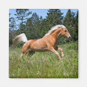 Aimant Cheval Palomino courant à travers une prairie