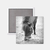 Aimant Cheval photo intemporelle Keepsaké noir blanc anim (Recto/Verso)