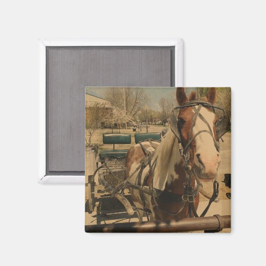 Aimant Cheval Pinto Buggy (Recto/Verso)