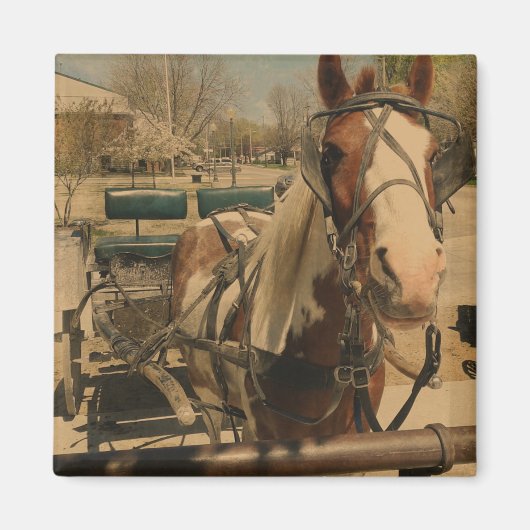 Aimant Cheval Pinto Buggy (Devant)