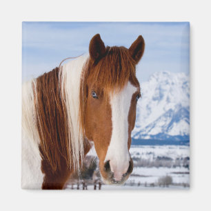Aimant Cheval Pinto Mount Moran en hiver