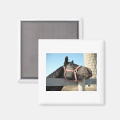 Aimant Cheval/Ranch/Grange (Recto/Verso)