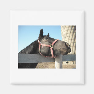 Aimant Cheval/Ranch/Grange