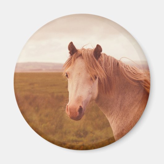 Aimant Cheval sauvage vintage (Devant)