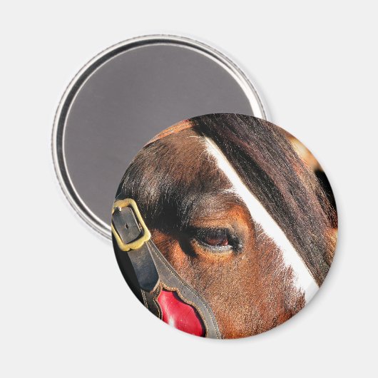 AIMANT CHEVAUX (Recto/Verso)