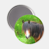 AIMANT CHEVAUX (Recto/Verso)