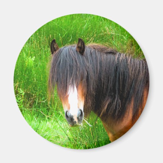 AIMANT CHEVAUX (Devant)