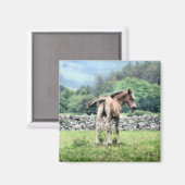 AIMANT CHEVAUX (Recto/Verso)