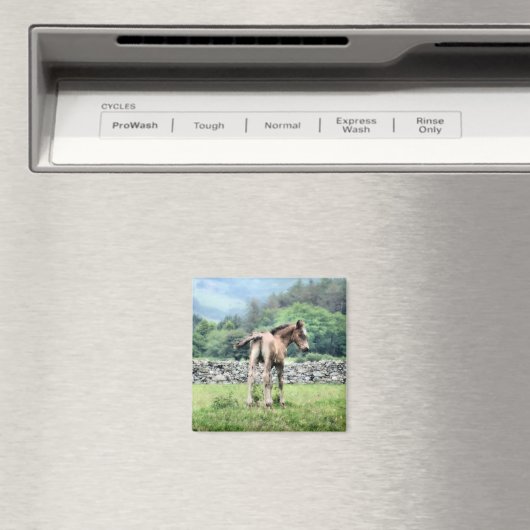 AIMANT CHEVAUX (In Situ (Lave-vaisselle))