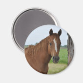 Aimant Chevaux (Recto/Verso)